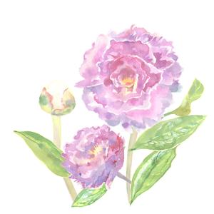 SK　 (sumirekana)さんの植物の水彩画イラスト5点への提案