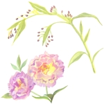 SK　 (sumirekana)さんの植物の水彩画イラスト5点への提案