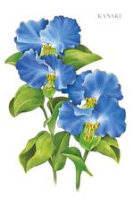 umi (umi_design)さんのツユクサのイラストへの提案