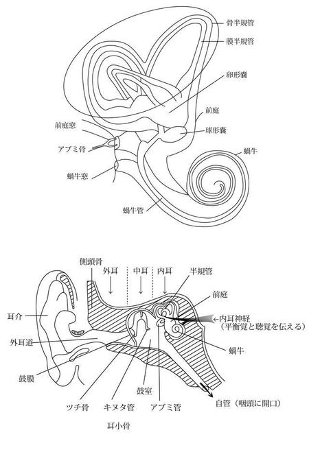 koma2 (koma2)さんの医療用教材　線画　イラスト制作　6図　S3-2への提案