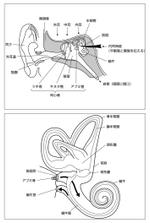 鯰 龍一 (garagarander)さんの医療用教材　線画　イラスト制作　6図　S3-2への提案