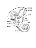 あおば (ababaoo)さんの医療用教材　線画　イラスト制作　6図　S3-2への提案