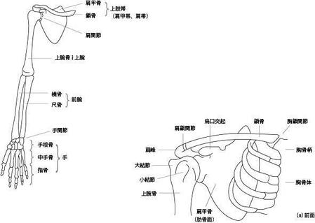 Pearl 0509さんの事例 実績 提案 医療用教材 線画 イラスト制作 6図 S3 3 初めまして イラスト クラウド ソーシング ランサーズ