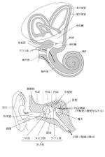 koma2 (koma2)さんの医療用教材　線画　イラスト制作　6図　S3-2への提案