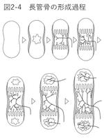 dsw-user (dsw-user)さんの医療用教材　線画　イラスト制作　7図　SP8-1⑦への提案