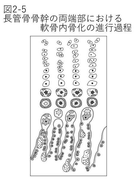 Dsw Userさんの事例 実績 提案 医療用教材 線画 イラスト制作 7図 Sp8 1 はじめまて イラスト クラウドソーシング ランサーズ