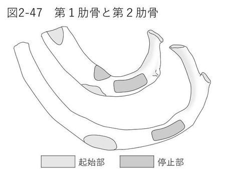 Dsw Userさんの事例 実績 提案 医療用教材 線画 イラスト制作 7図 Sp8 1 はじめまて イラスト クラウドソーシング ランサーズ