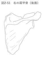 dsw-user (dsw-user)さんの医療用教材　線画　イラスト制作　7図　SP8-2⑦への提案