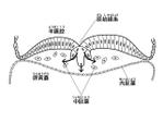 イラストレーター 恩地　晴美 (haru_natu)さんの医療用教材　線画　イラスト制作　7図　SP8-4⑦への提案