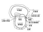 日羽つむる (ho18)さんの医療用教材　線画　イラスト制作　7図　SP8-4⑦への提案