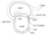 dsw-user (dsw-user)さんの医療用教材　線画　イラスト制作　7図　SP8-4⑦への提案