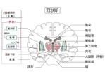 koma2 (koma2)さんの医療用教材　線画　イラスト制作　6図　S3-2への提案