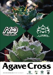 a1b2c3 (a1b2c3)さんのアガベ(植物)のイベントポスターをお願いします。への提案