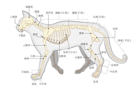 ユン助 (chimixoxoxo)さんの人体骨格のイラストへの提案