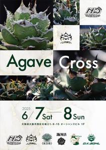 ichi (ichi-27)さんのアガベ(植物)のイベントポスターをお願いします。への提案
