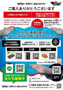 CoCco (CoCco)さんのメダカ屋の同梱チラシの作成依頼への提案