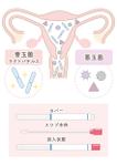 なないろ工房 (nanapoke)さんの膣内フローラ遺伝子検査キットの説明書で使用するイラスト 2点への提案