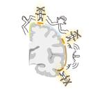 なないろ工房 (nanapoke)さんの一次運動野の脳地図（アップデート版）と、ペンフィールドの脳地図（1948）の対比図のイラストへの提案