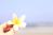 plumeria79