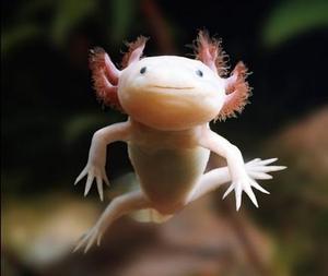 オガタ