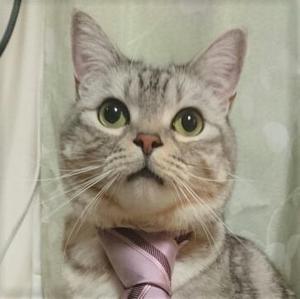 蒼