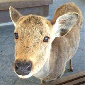 高野 奈保美