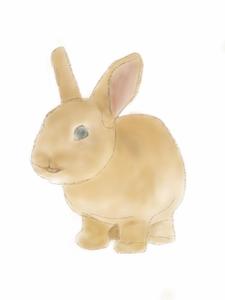 うさぎの森事務所