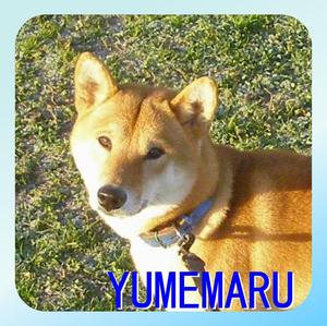 YUMEMARU