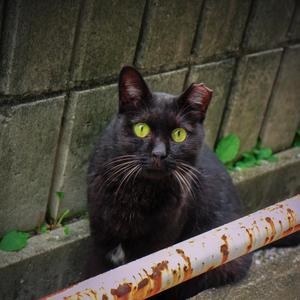 こだま