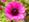flowerbed