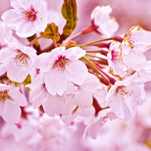 cherry blossom