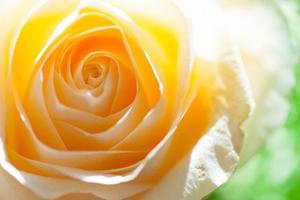yellowrose