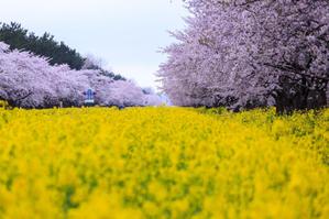 石野悠紀