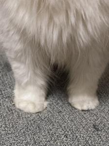 ほほこ
