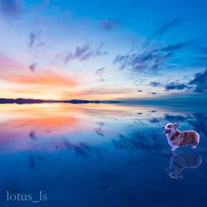 lotus_ls