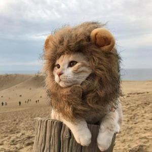 葵さくら