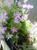 flower_227