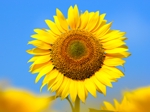 Sunflower55