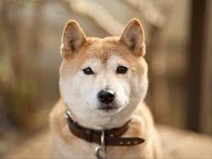 daiki