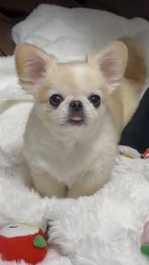 いちご