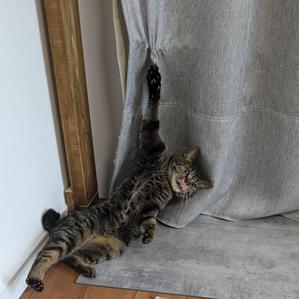 はんぺん