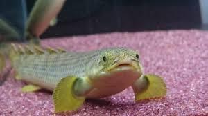 たなか