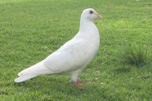 zakone