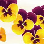 C_design