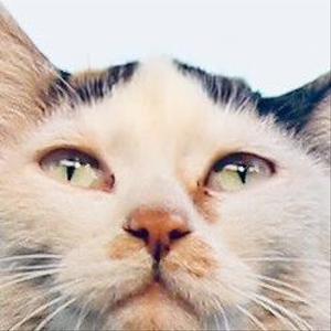 さえずりねこ
