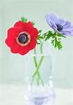 anemone091626