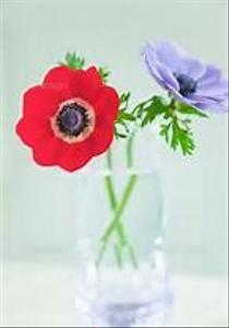 anemone091626