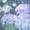 hydrogenium