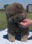 canis grey