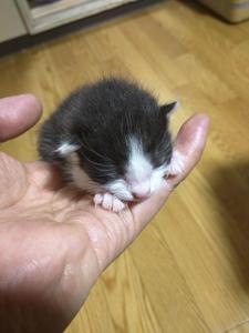 ふたごや